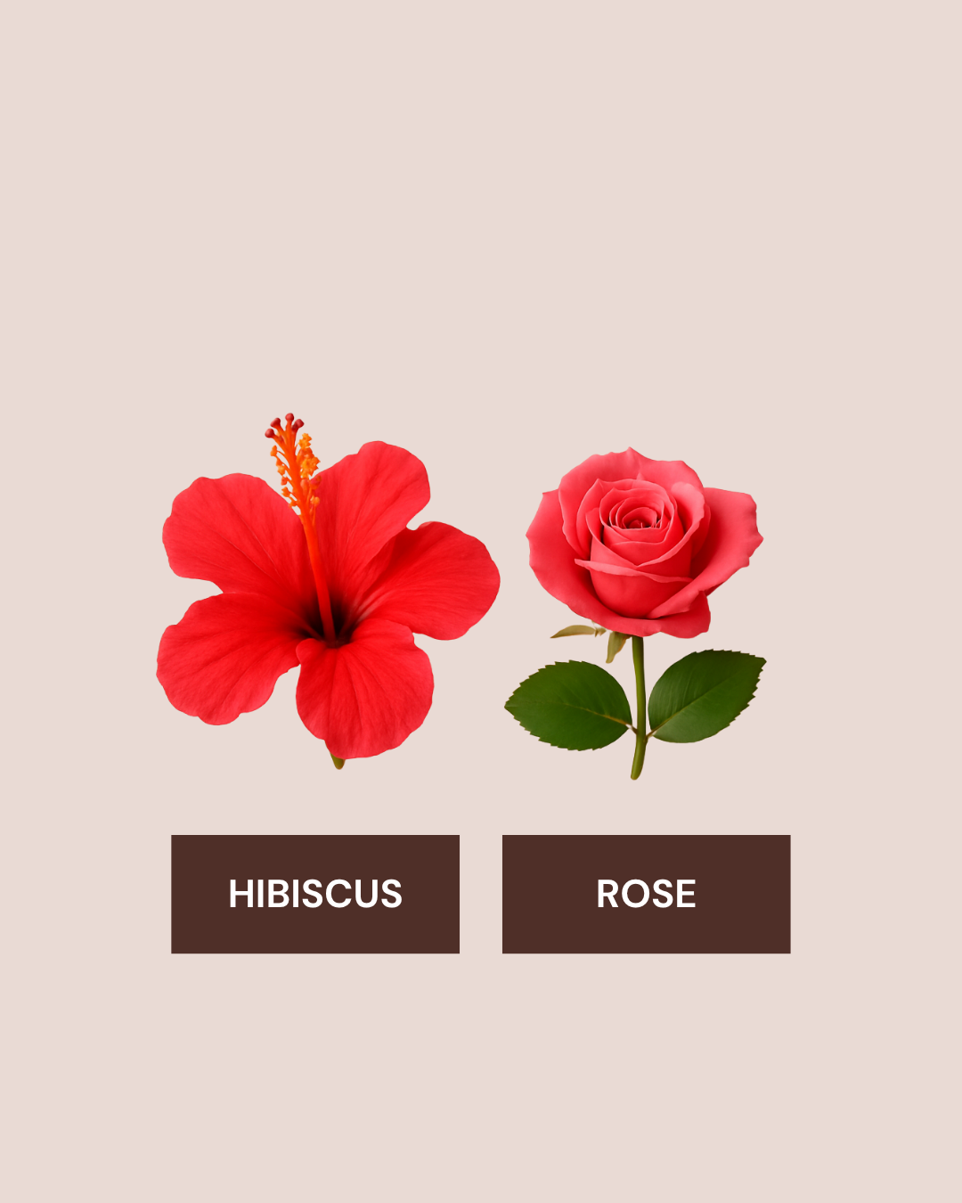 Hibiscus Rose Tea - Supports digestion and gentle detox (Tea Bags)