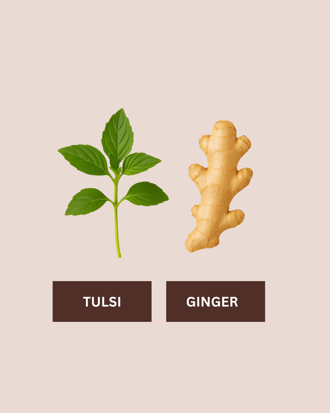 Tulsi Ginger Tea - Strengthens immunity and reduces inflammation (Tea Bags)